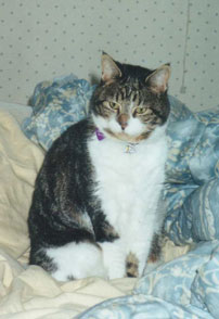 Chessie