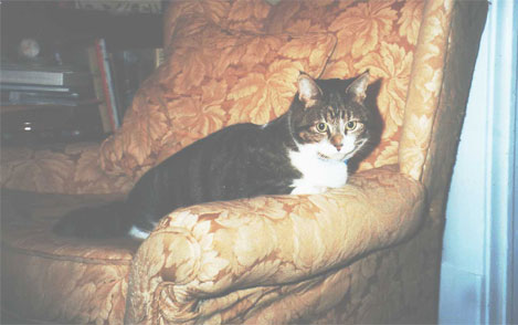 Chessie